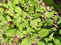 Isodon inflexus (fam Lamiacees) (Japon, Coree, Chine) (1) (Photo F. Mrugala)